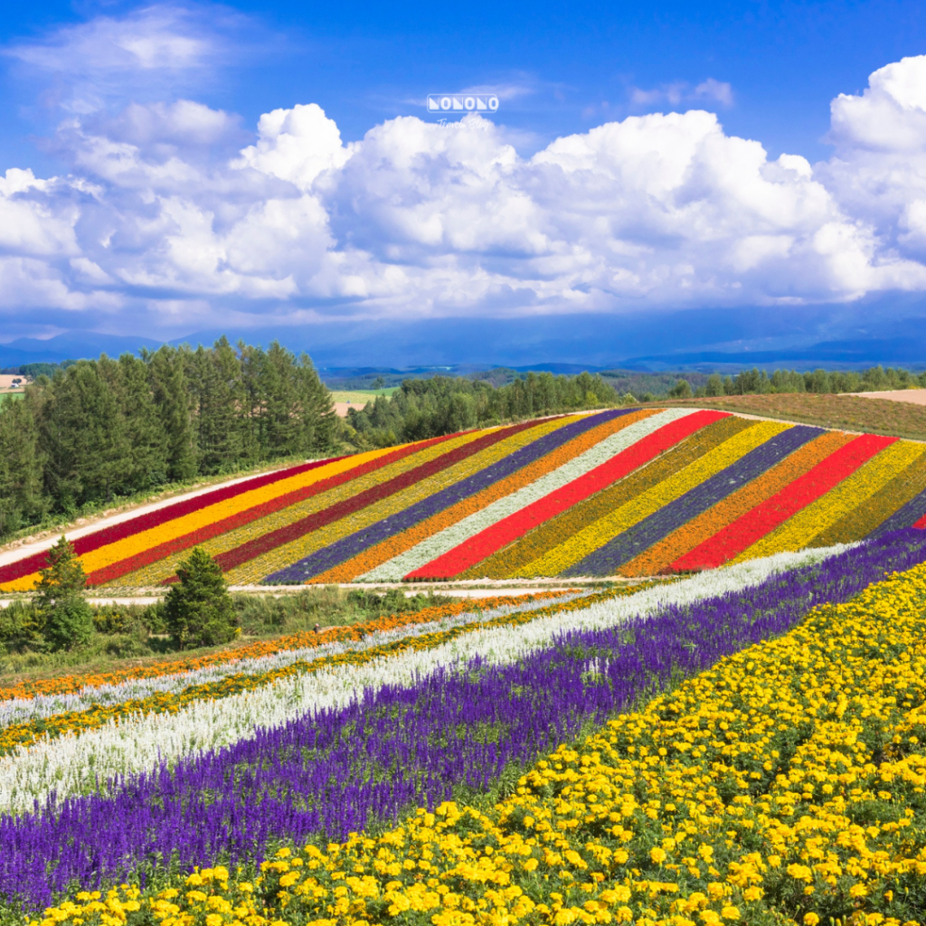 Japan Hokkaido Summer Flowers 